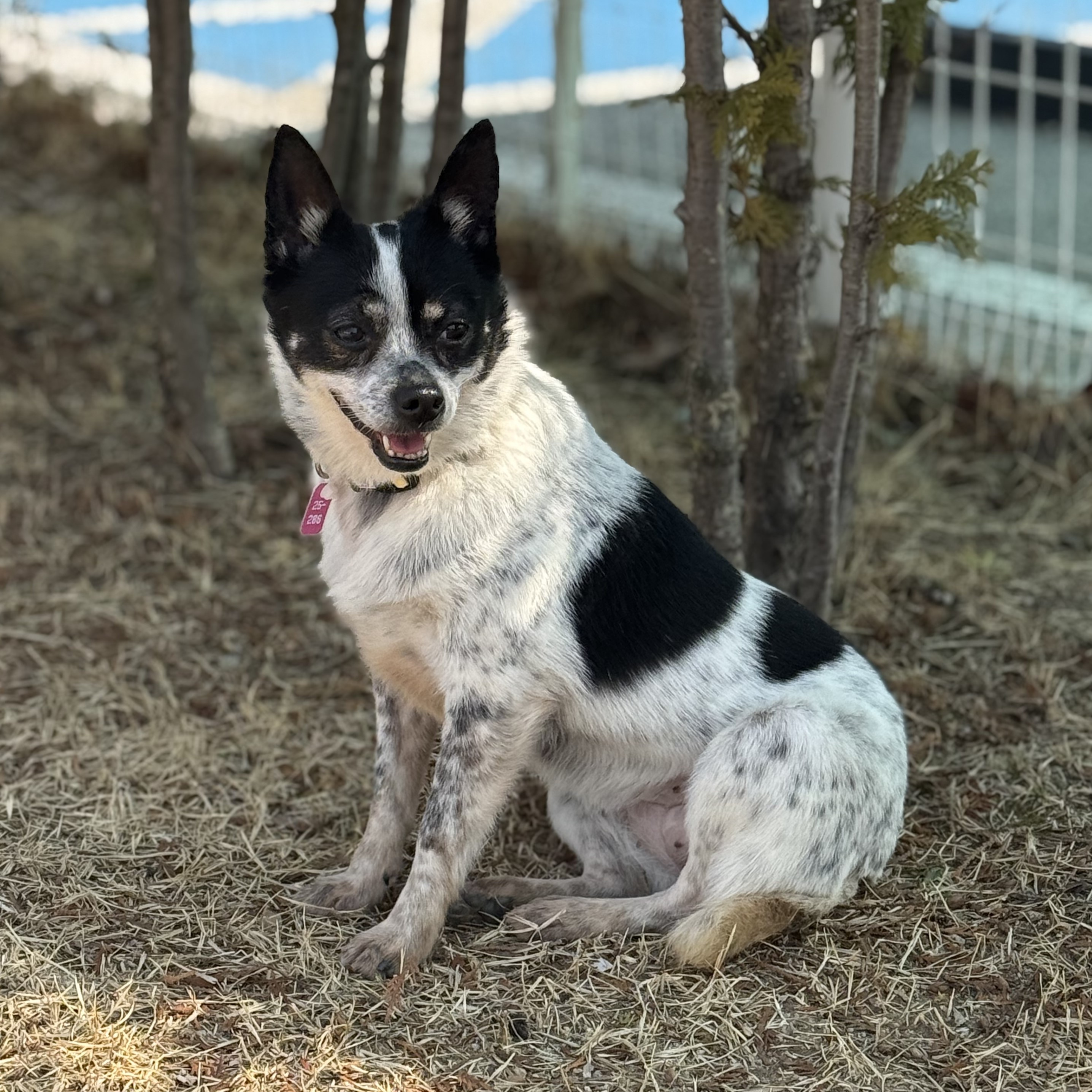 강아지 사진 영역