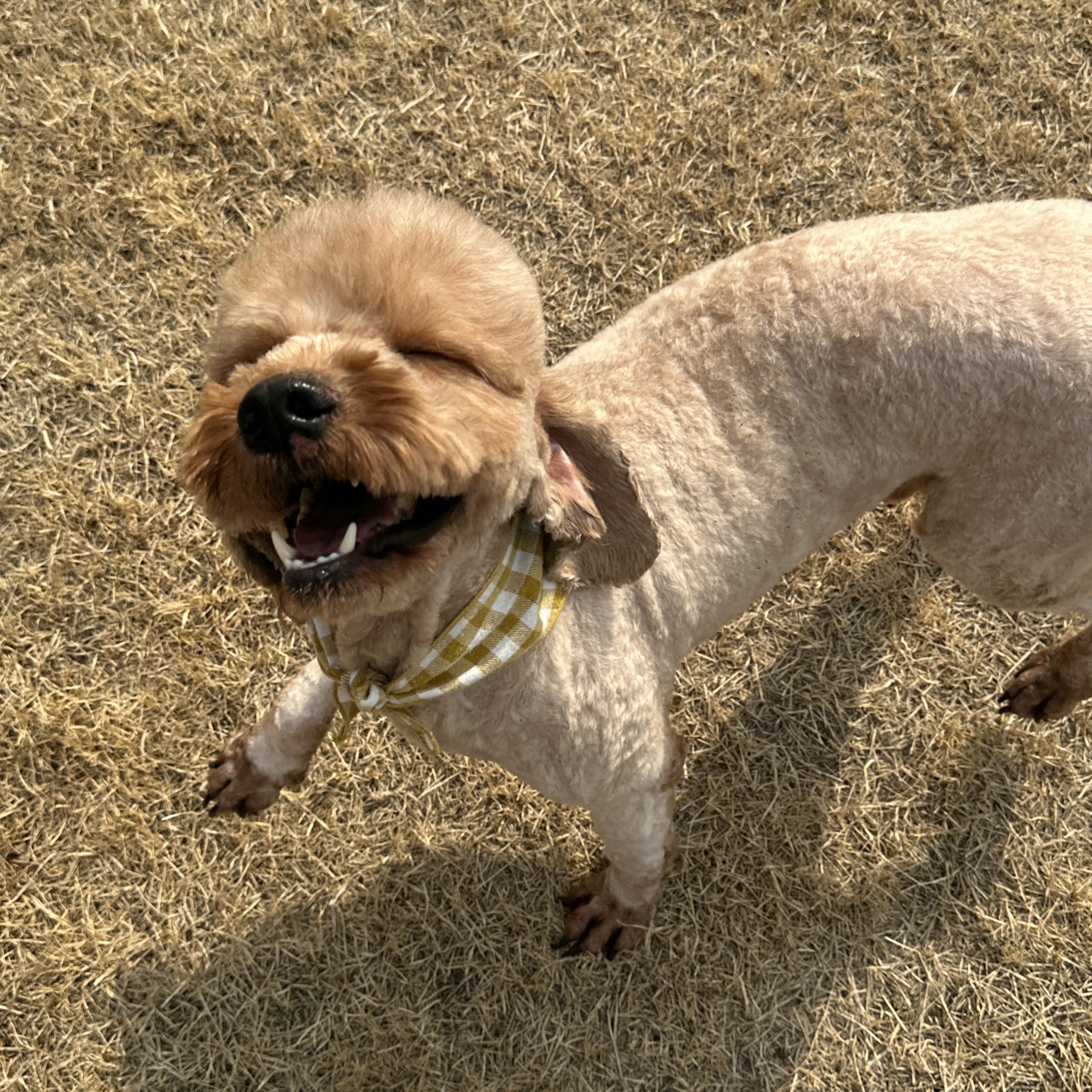 강아지 사진 영역