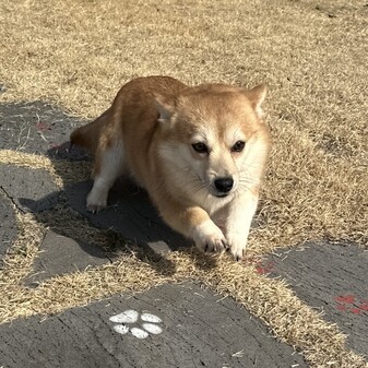 강아지 사진 영역
