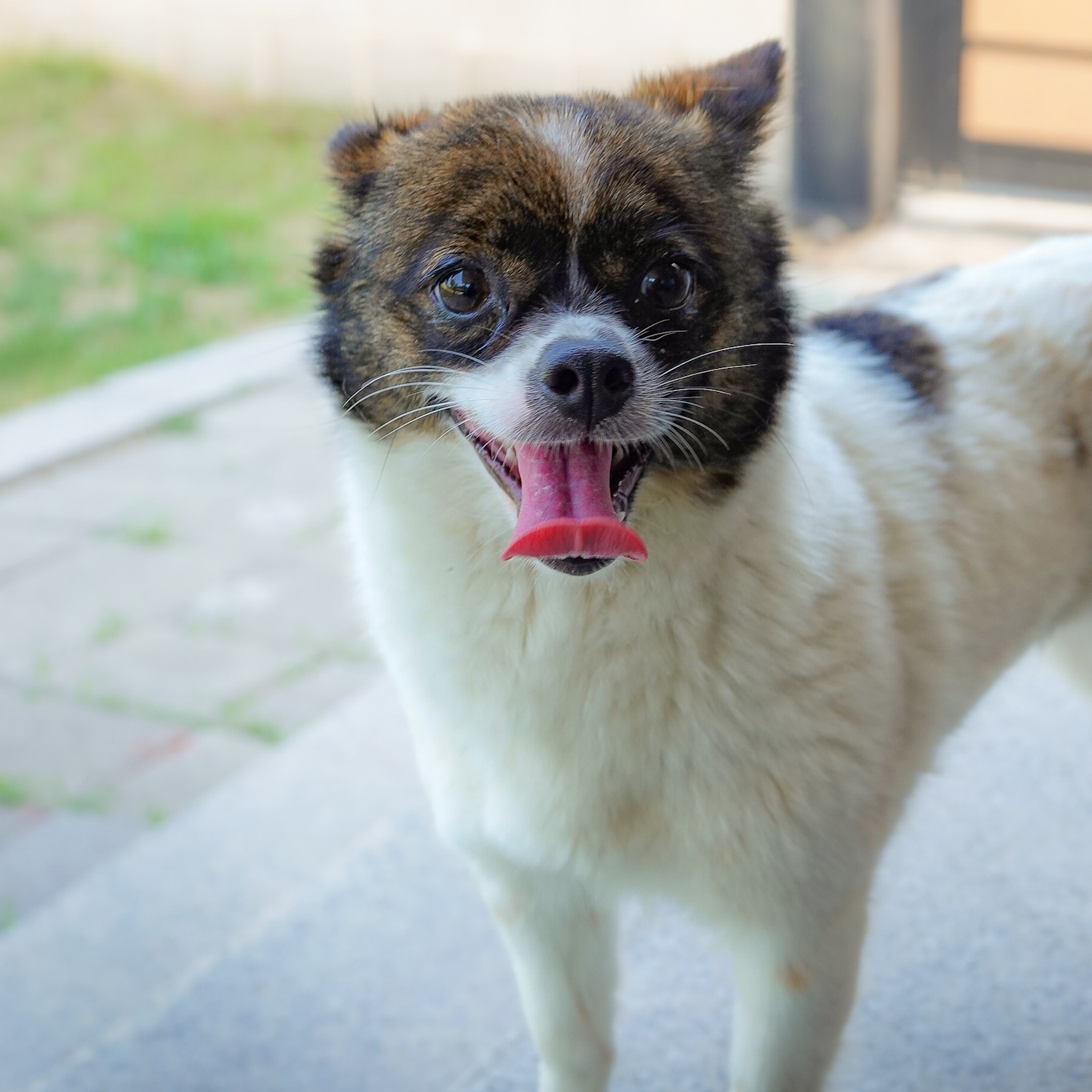 강아지 사진 영역